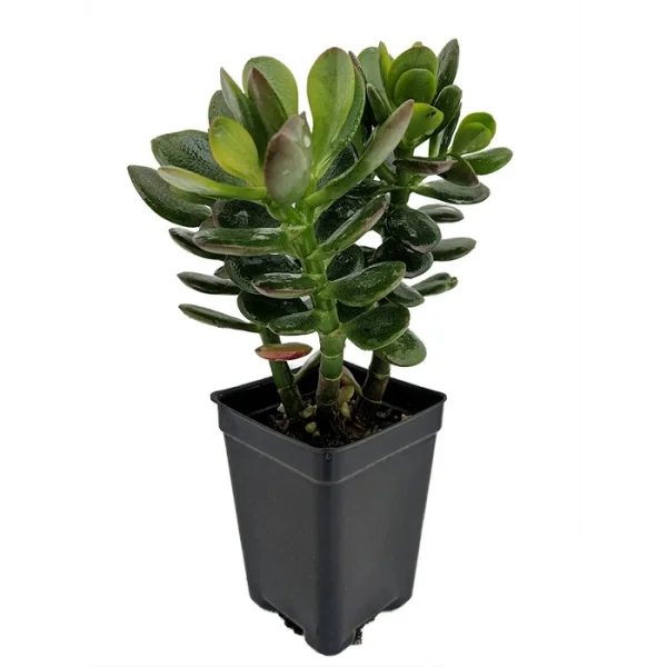 Jade plant also known as Crassula