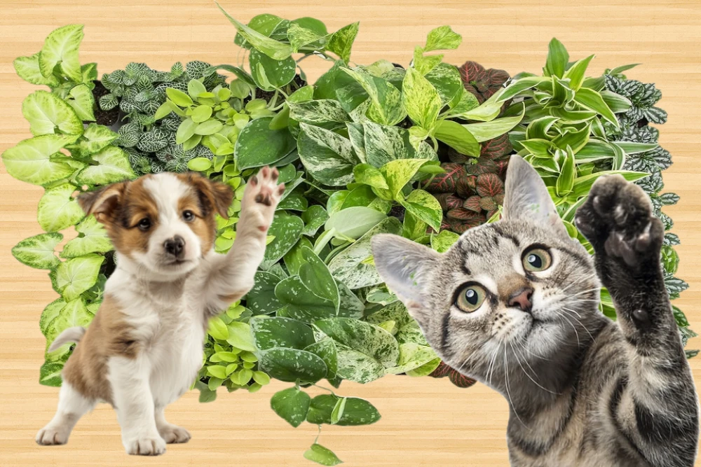 pets and indoor house plants