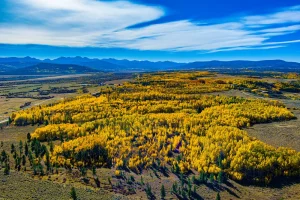 aerial photography of aspen trees in Gould Colorado taken by Pandion Property Inspections, LLC using a drone